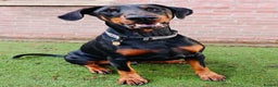 Dobermann dogs for sale: A Stunning strong KC Reg Black & Tan Doberman - Advert 1