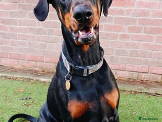 Dobermann dogs A Stunning strong KC Reg Black & Tan Doberman - Advert 2