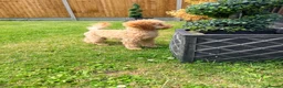 Toy Poodle dogs for sale: 1 boy available healthtested beautiful toy poodle  - Advert 11