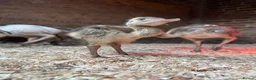 Emus poultry for sale: Rhea chicks  - Advert 2