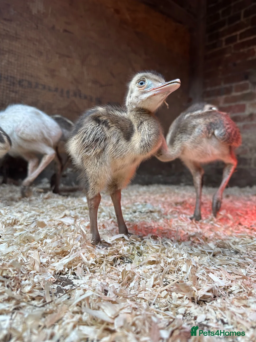 Emus poultry for sale: Rhea chicks  - Advert 2