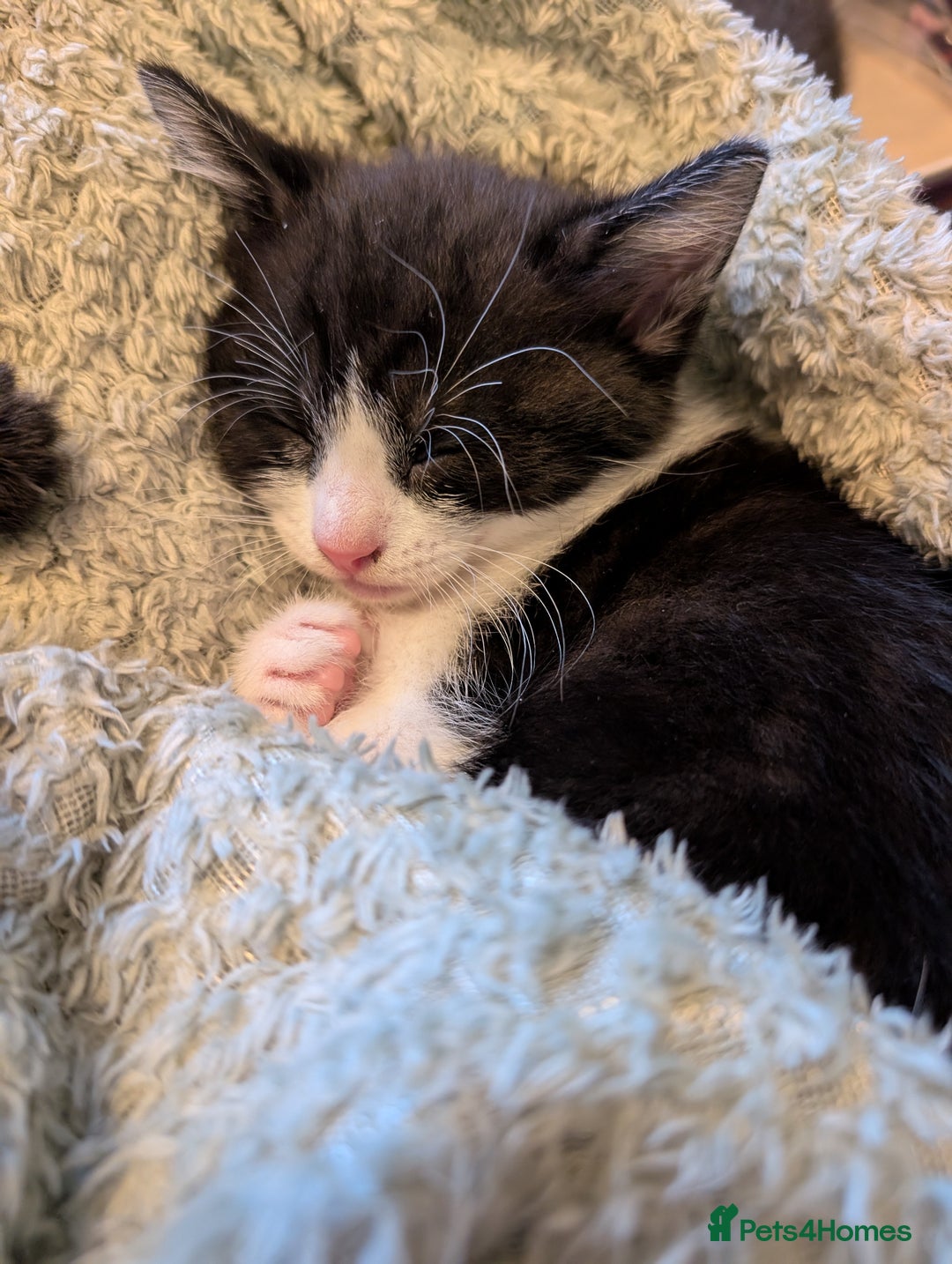 British Shorthair cats for sale: Beautiful black and white kittens for sale - Image 3