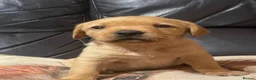 Labrador Retriever dogs for sale: Fox red Labrador  - Advert 14
