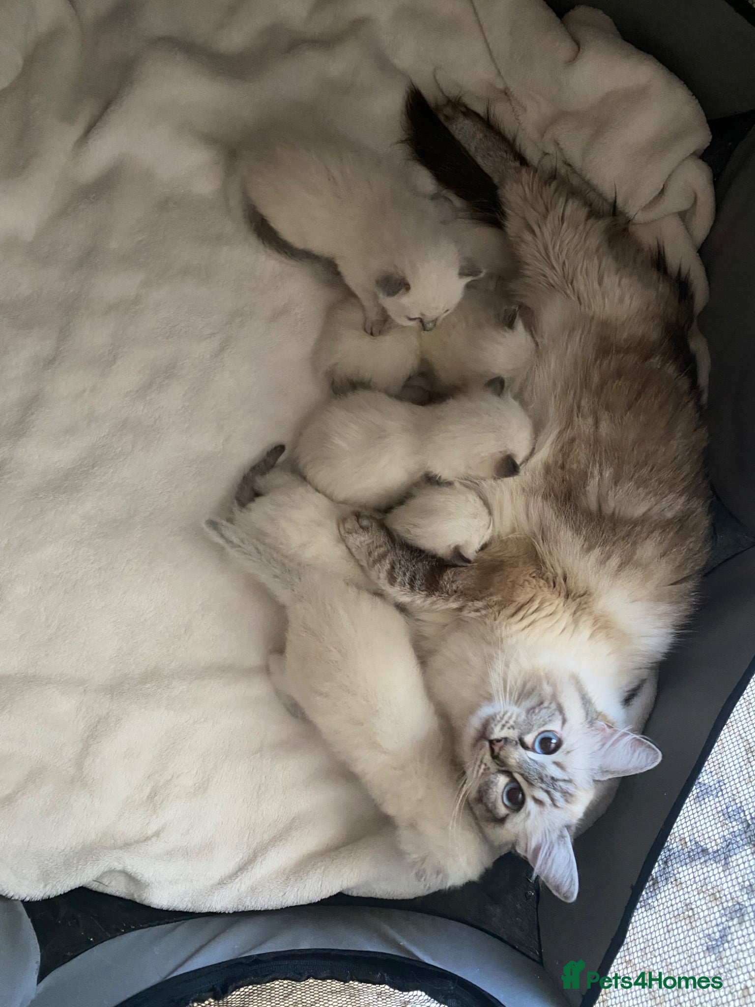 Ragdoll cats GCCF registered ragdoll kittens - Advert 1