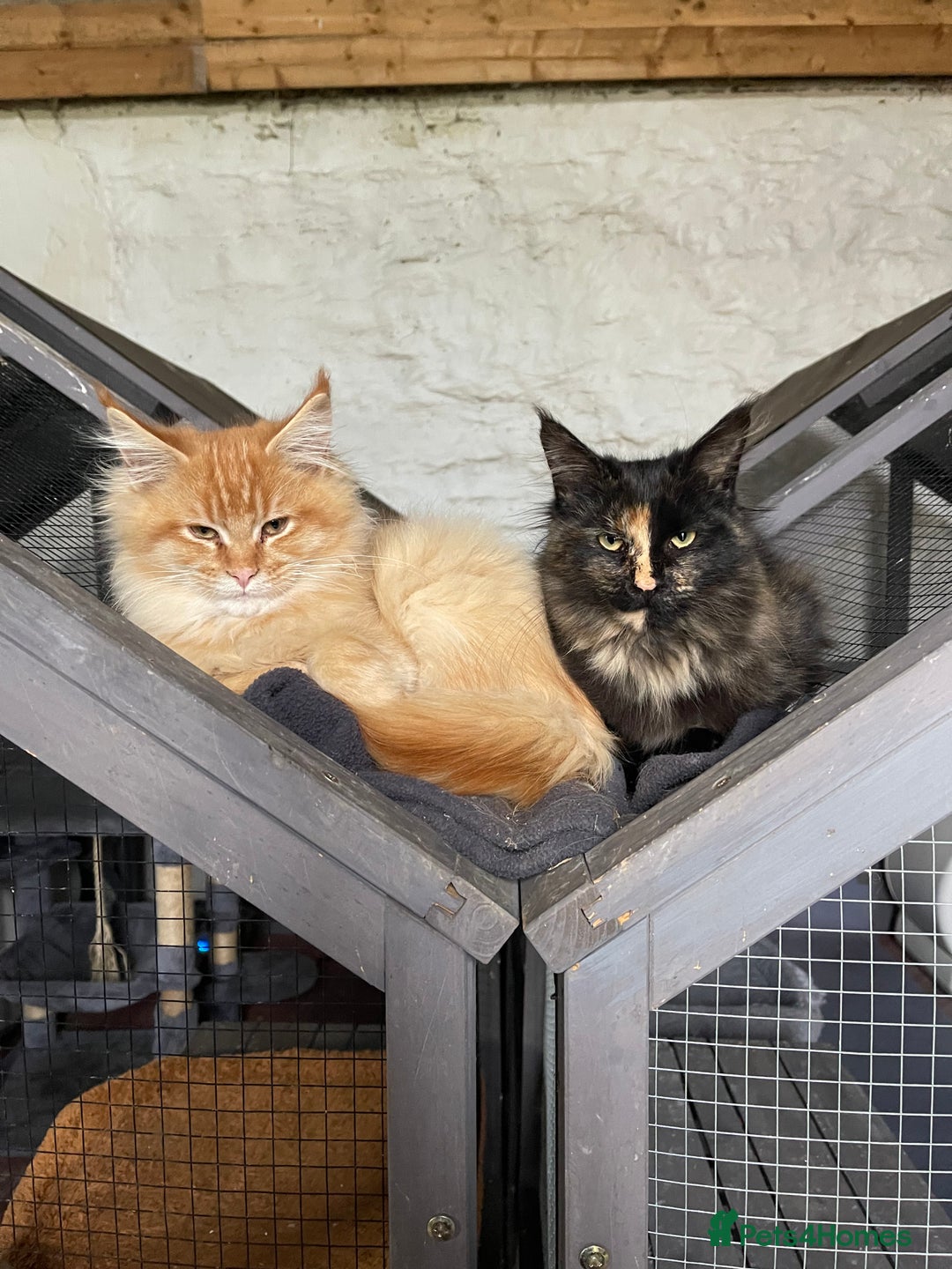 Maine Coon cats for sale: Full pedigree MaineCoon kittens  - Advert 30