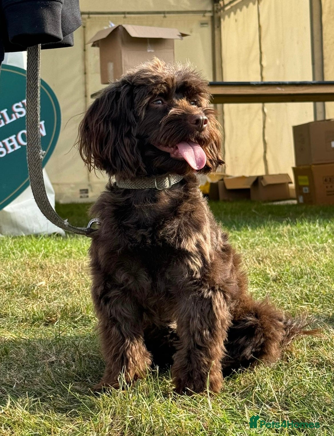 Cockapoo dogs Beautiful merl Cockpoo puppies  - Advert 2