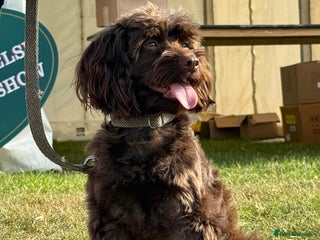 Cockapoo dogs Beautiful merl Cockpoo puppies - Advert 1