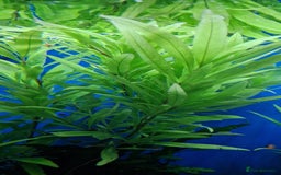 Angelfish fish for sale: Koi Angelfish - Image 12