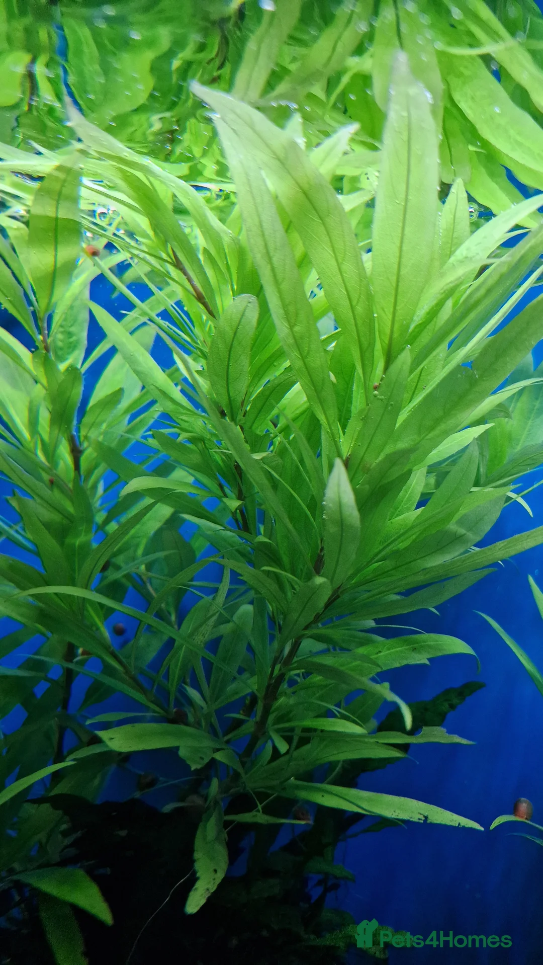 Angelfish fish for sale: Koi & Golden Marble Angelfish - Advert 21