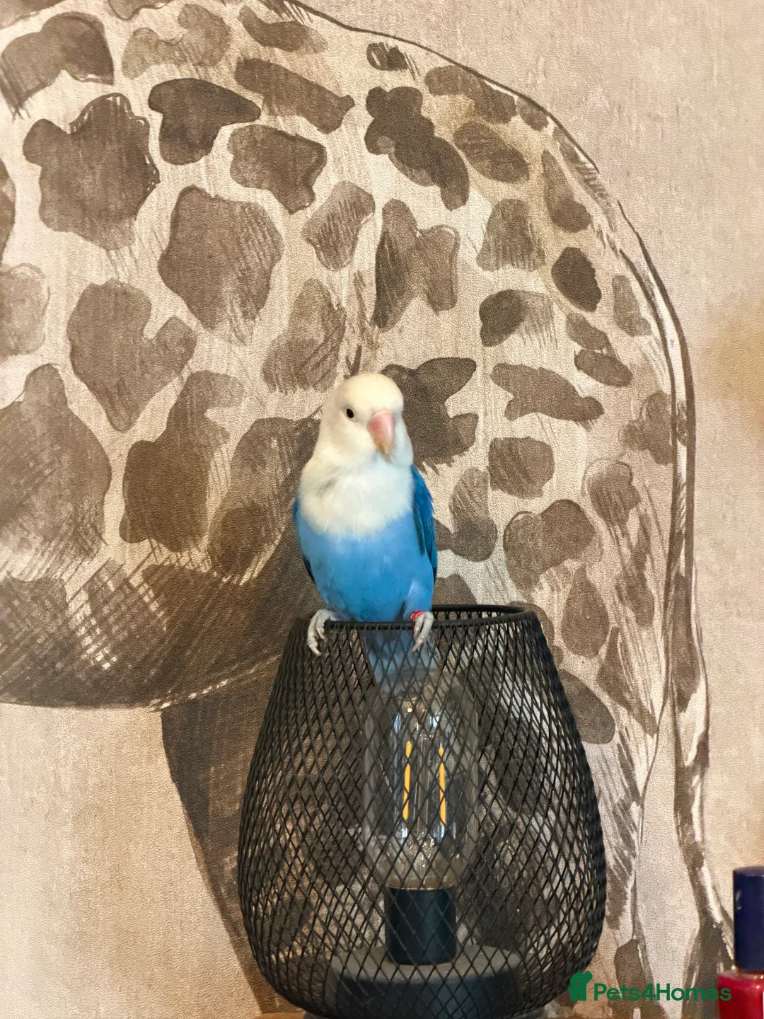 Lovebirds birds for sale: Opaline lovebirds  - Advert 4