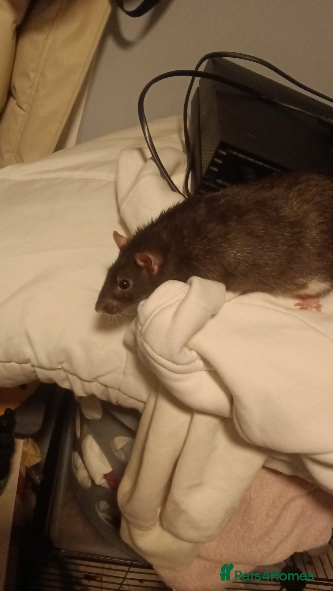 Rat rodents for sale: 100 for male and cage 150 for the 4 girls and cage - Image 2