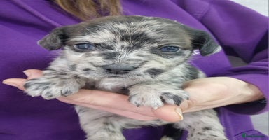 Mixed Breed dogs Frenchi /Mini Poodle Puppies First Gen ❤️  - Advert 2