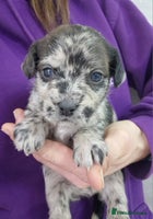 Mixed Breed dogs Frenchi /Mini Poodle Puppies First Gen ❤️ - Advert 2