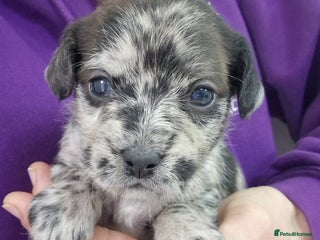 Mixed Breed dogs Frenchi /Mini Poodle Puppies First Gen ❤️ - Advert 8