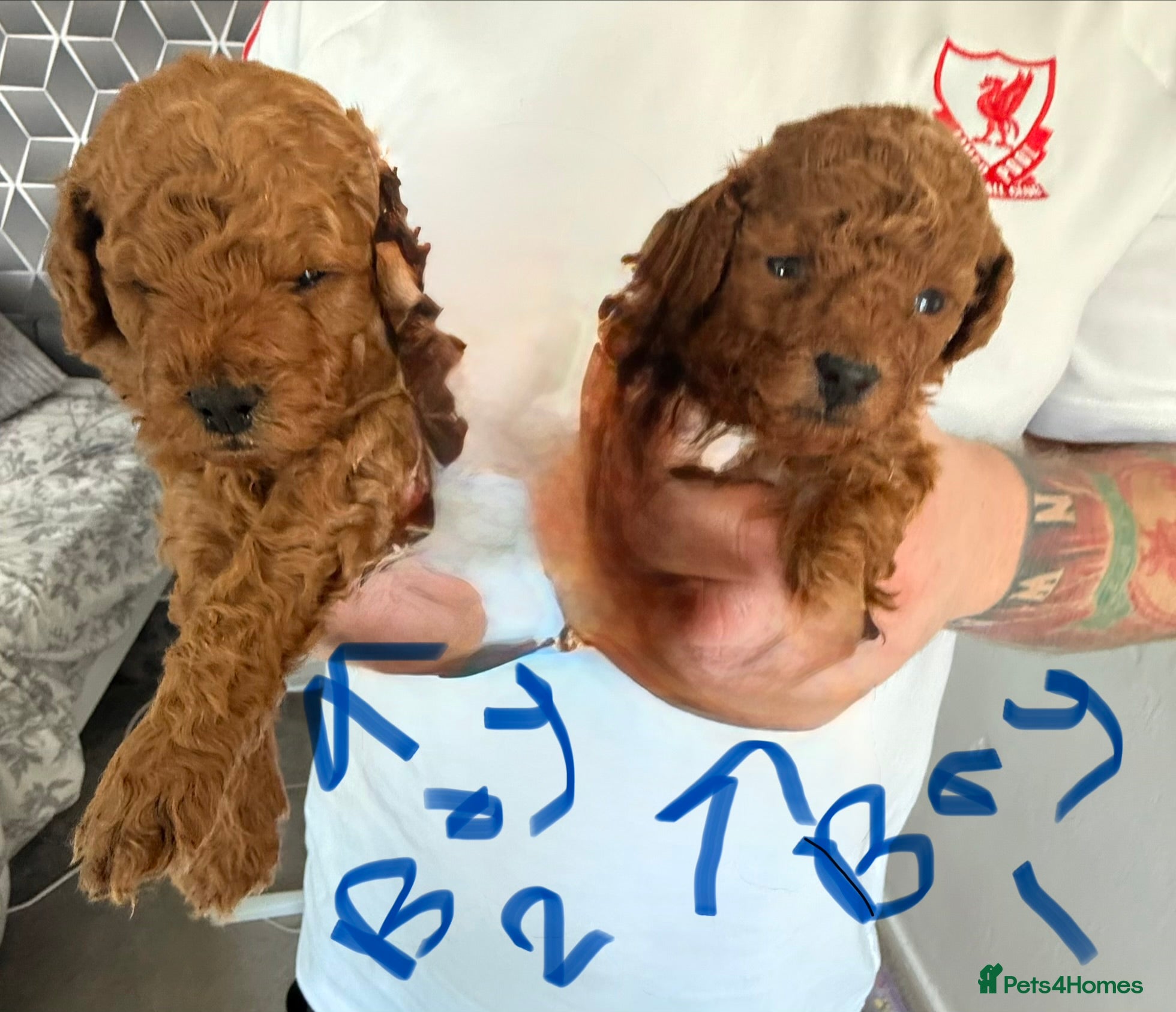 Toy Poodle dogs 5🌟 red toy poodles 🏆 champion bloodline 🏆 - Advert 6