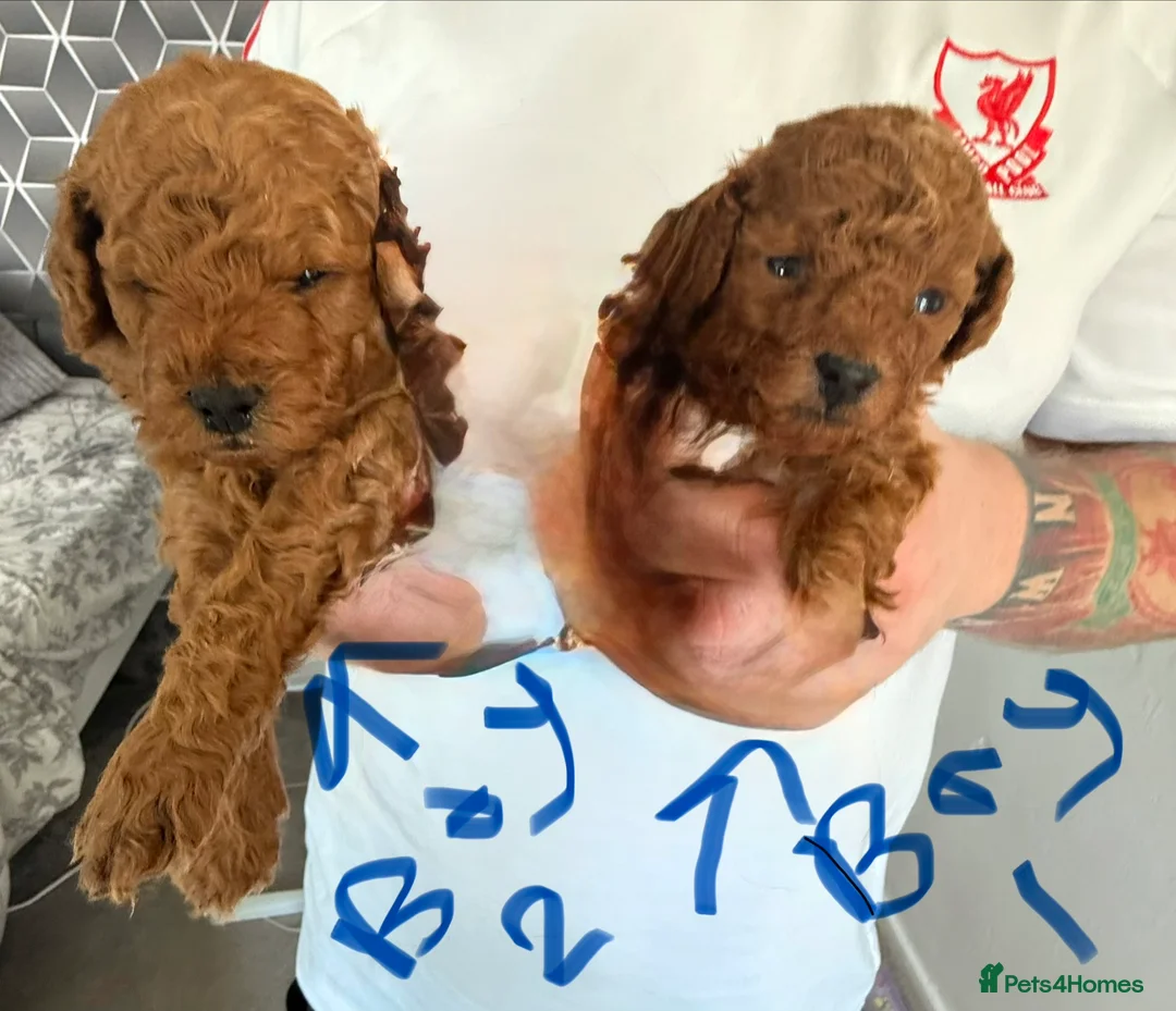 Toy Poodle dogs for sale: 5🌟 red toy poodles 🏆 champion bloodline 🏆 in Birmingham - Advert 1