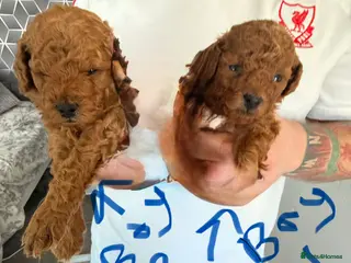 Toy Poodle dogs 5🌟 red toy poodles 🏆 champion bloodline 🏆 - Advert 6