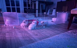 Ragdoll cats for sale: Ragdolls kittens 2 girls & 3 boys  - Image 25