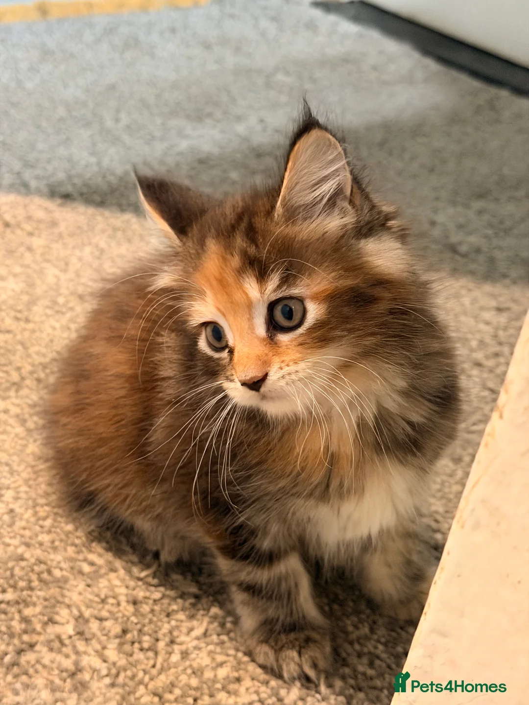 Maine Coon cats for sale: Maine coon kittens - Advert 22