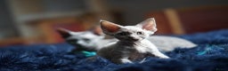 Devon Rex cats for sale: Ravel 💜male Devon Rex ( Reserved) - Advert 32