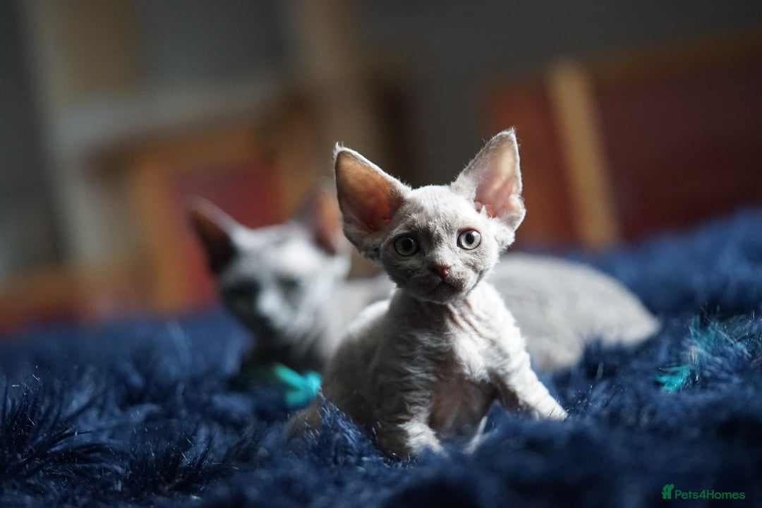 Devon Rex cats for sale: Ravel 💜male Devon Rex ( Reserved) - Advert 32