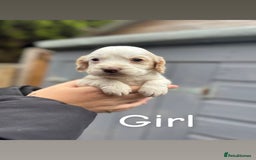 Cocker Spaniel dogs for sale: Gorgeous working cocker spaniel puppies  - Image 9