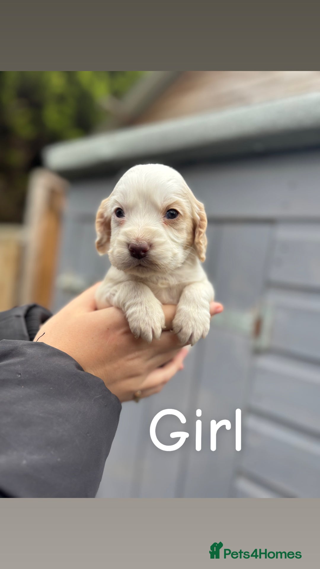 Cocker Spaniel dogs for sale: Gorgeous working cocker spaniel puppies  - Image 9