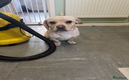 Mixed Breed dogs for sale: Beautiful 9 month old cocker spaniel x pug - Image 3