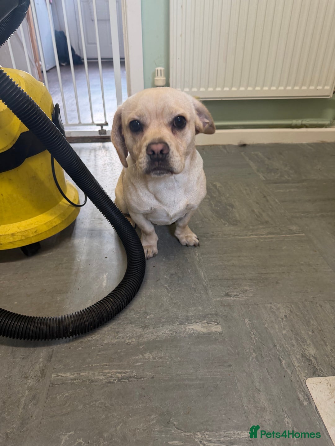 Mixed Breed dogs for sale: Beautiful 9 month old cocker spaniel x pug - Image 3