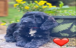 Sproodle dogs for sale: Stunning F1 Sproodle puppies  - Image 3