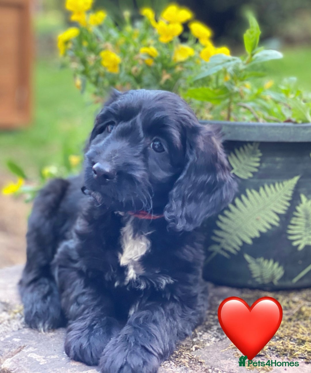 Sproodle dogs for sale: Stunning F1 Sproodle puppies  - Image 3