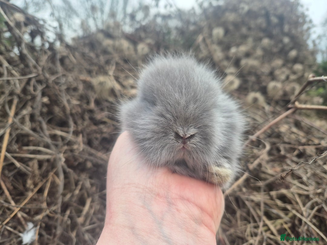 Angora rabbits for sale: 💙 Teddydwerg boy available 💙 - Advert 5