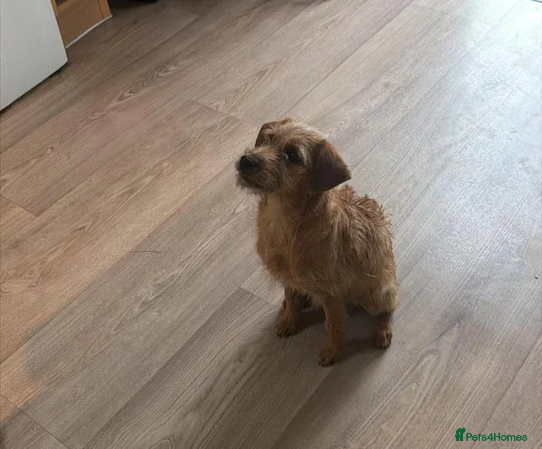 Mixed Breed dogs for sale: Plumber terrier cross jack russell(girl) - Advert 2