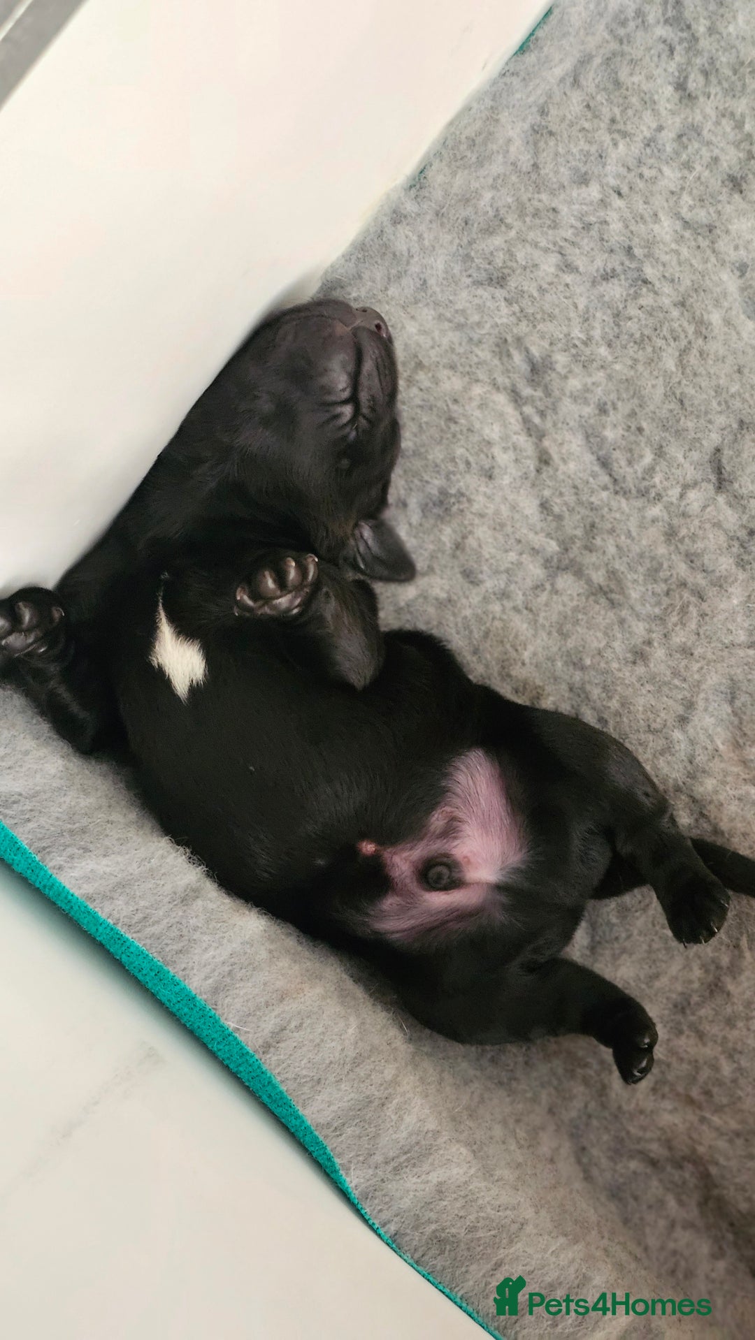 Labrador Retriever dogs for sale: KC Labrador Puppies – Ready 23rd August 🐾 - Image 15