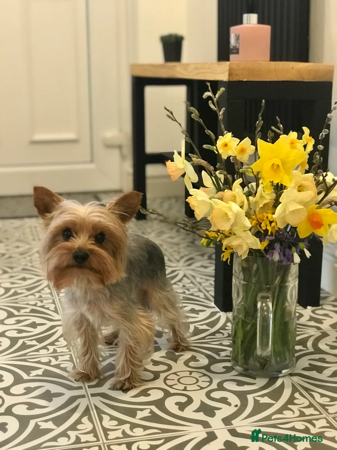 Yorkshire Terrier dogs for stud: Miniature experienced Yorkie STUD price 150 in Worcester - Advert 4