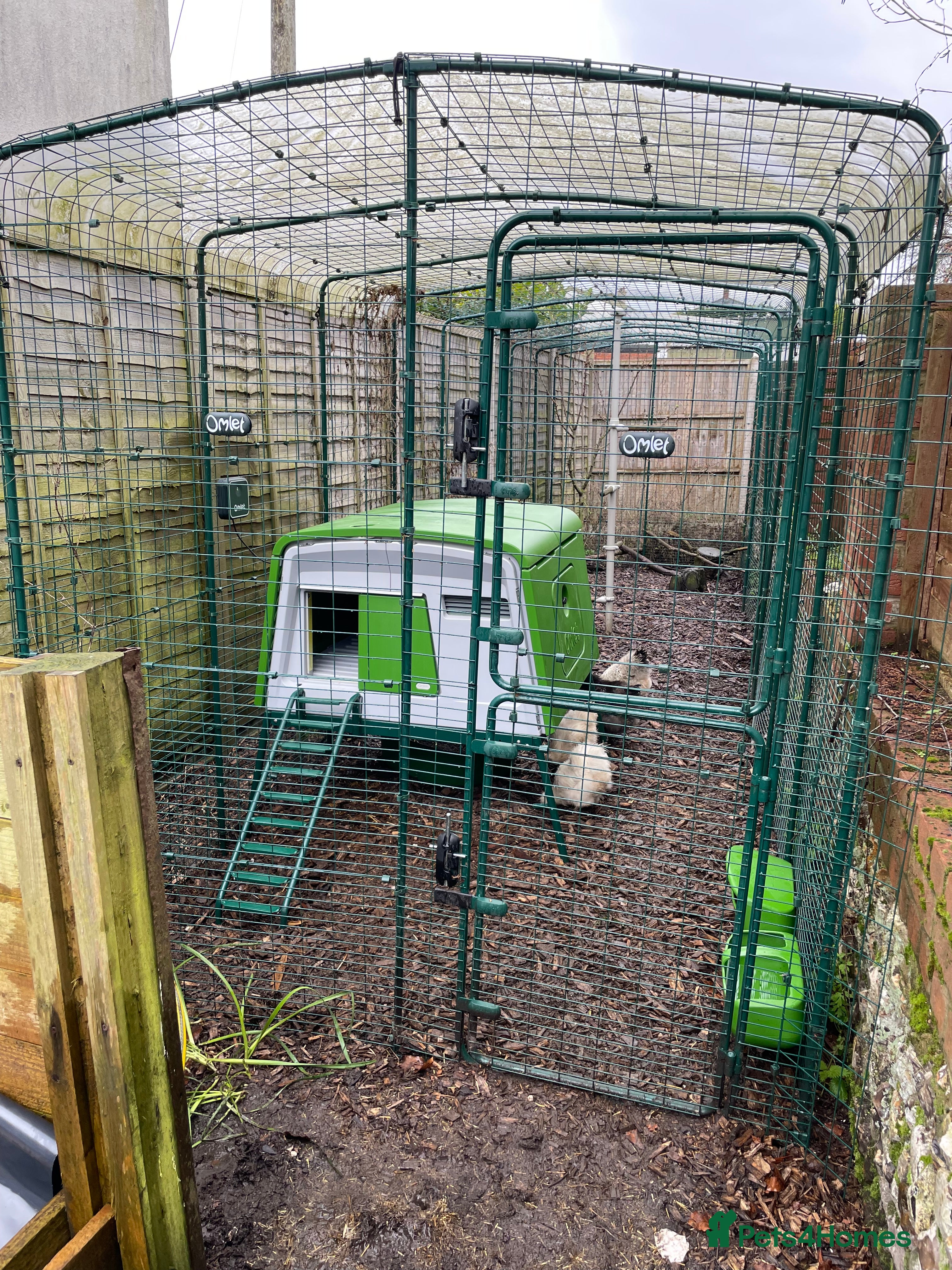 Chickens poultry 5 silkie chickens  - Advert 4