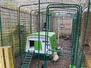 Chickens poultry 5 silkie chickens - Advert 4