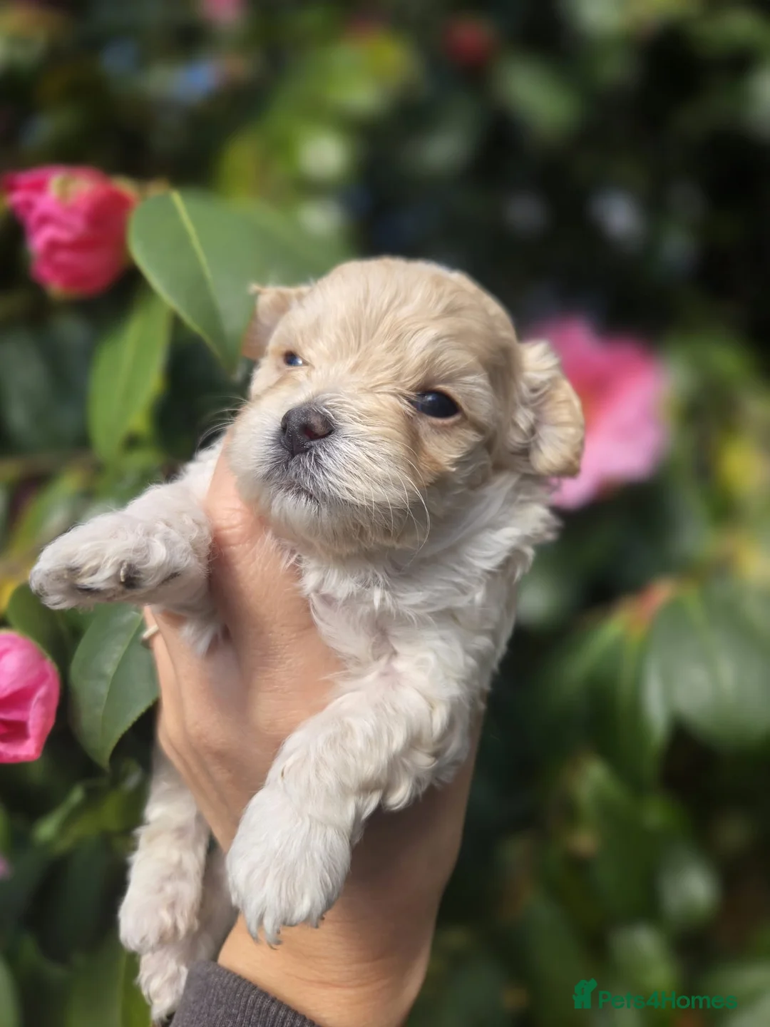 Maltipoo dogs for sale: F1🎀Maltipoo 🎀Luxury rare🎀 KC parents - Advert 9