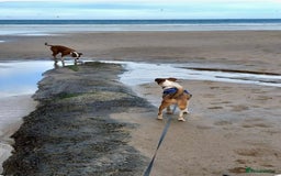 Mixed Breed dogs for adoption: Adorable little Tina needs a forever home  - Advert 4