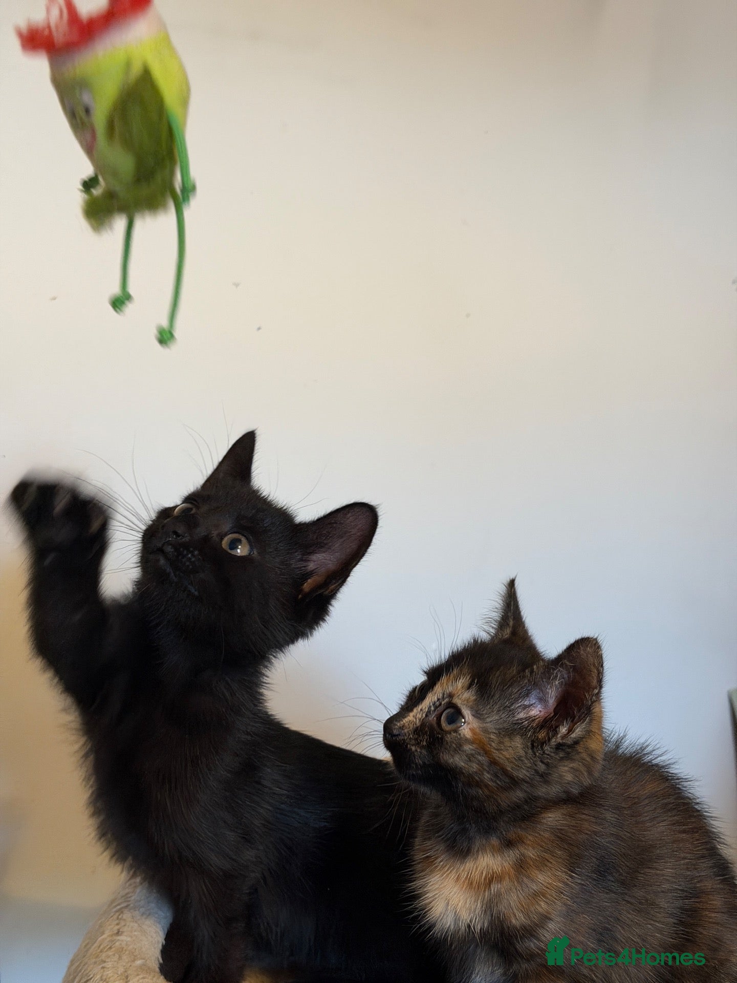 British Shorthair cats 2-Month-Old Kittens – Looking for Loving Home - Advert 1