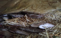 Mouse rodents for sale: Fancy mice , gorgeous colours - Image 3