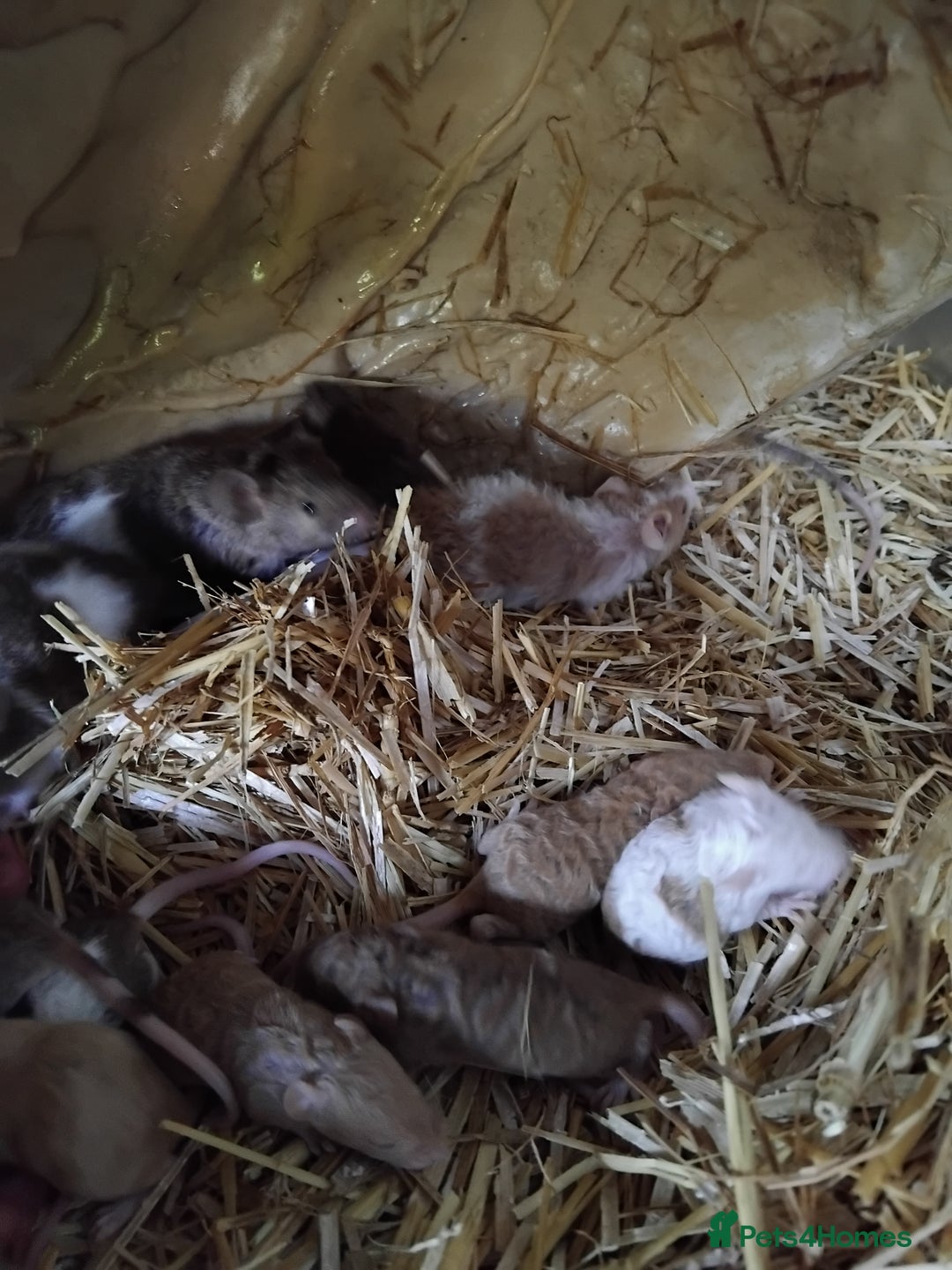 Mouse rodents for sale: Fancy mice , gorgeous colours - Image 3