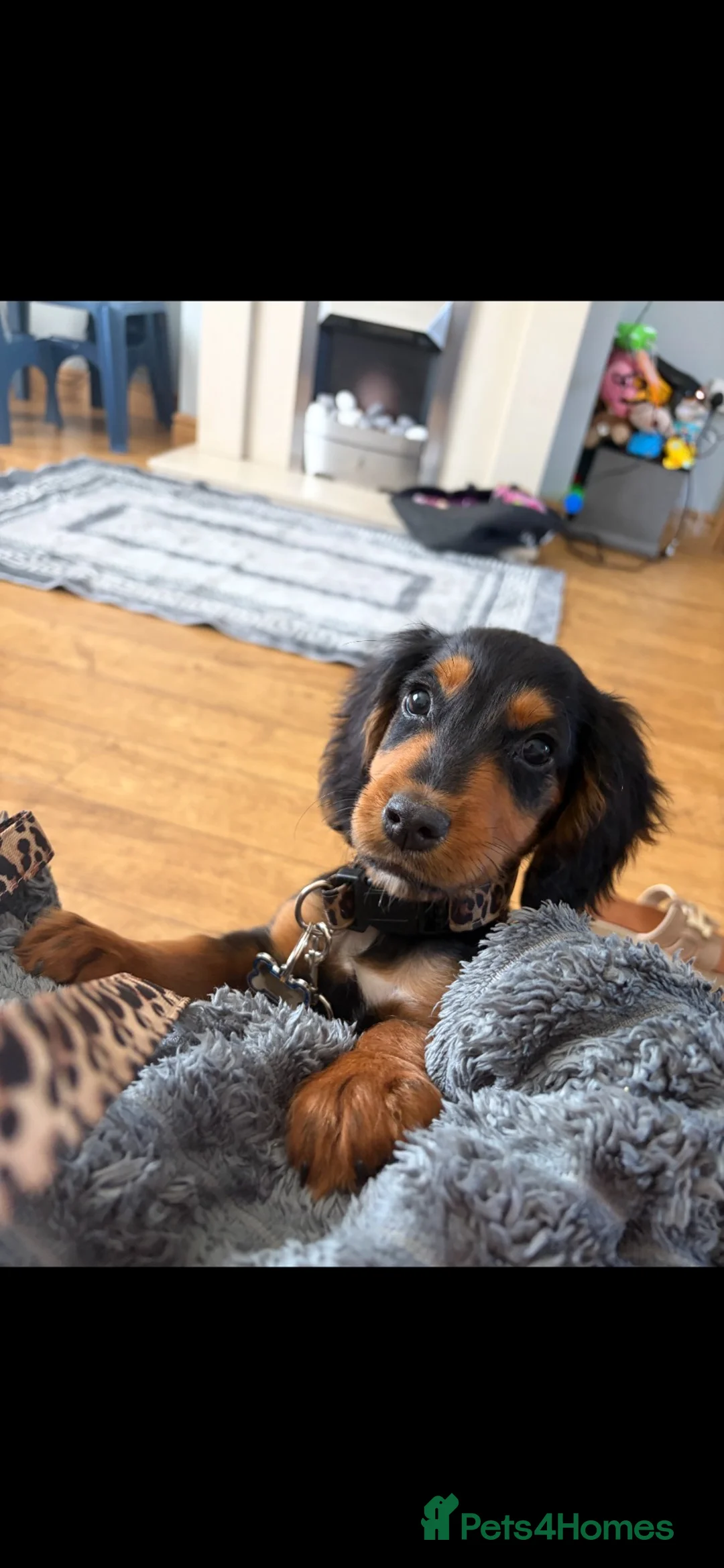 Cocker Spaniel dogs for sale: Kc registered cocker spaniel boy in Peterlee - Advert 2