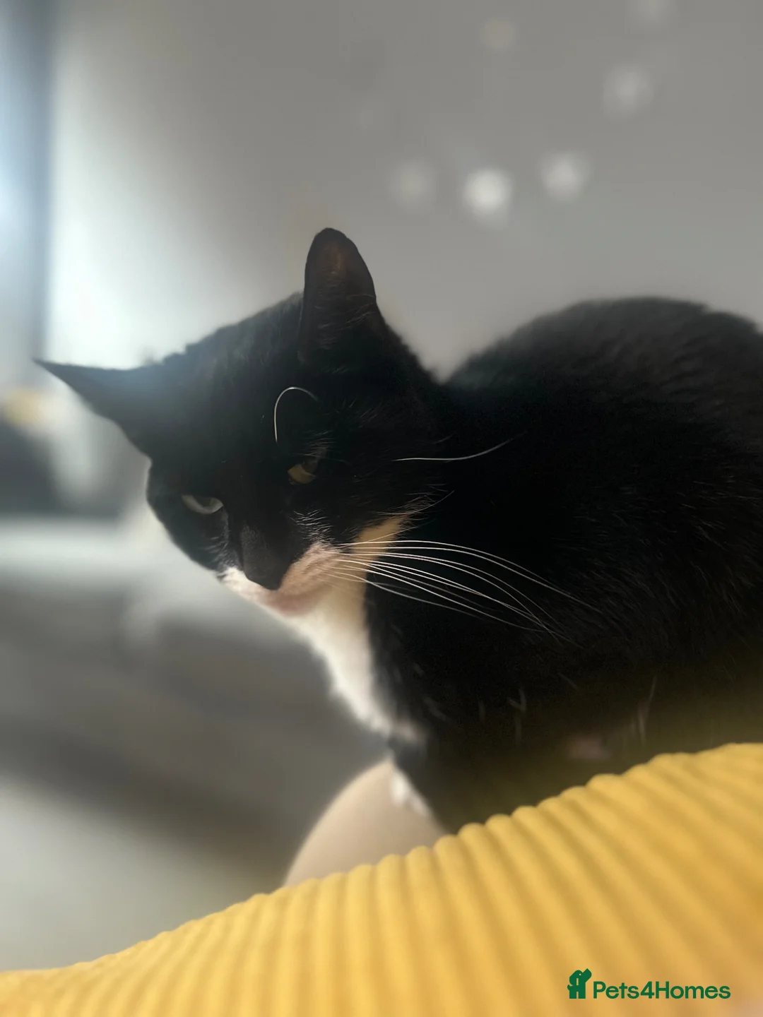 Mixed Breed cats for sale: 1 male kitten  in Wallsend - Advert 1