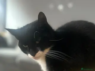 Mixed Breed cats 1 male kitten - Advert 1