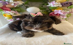 Yorkshire Terrier dogs for stud: Dark chocolate brown small Yorkshire Terrier STUD - Image 6