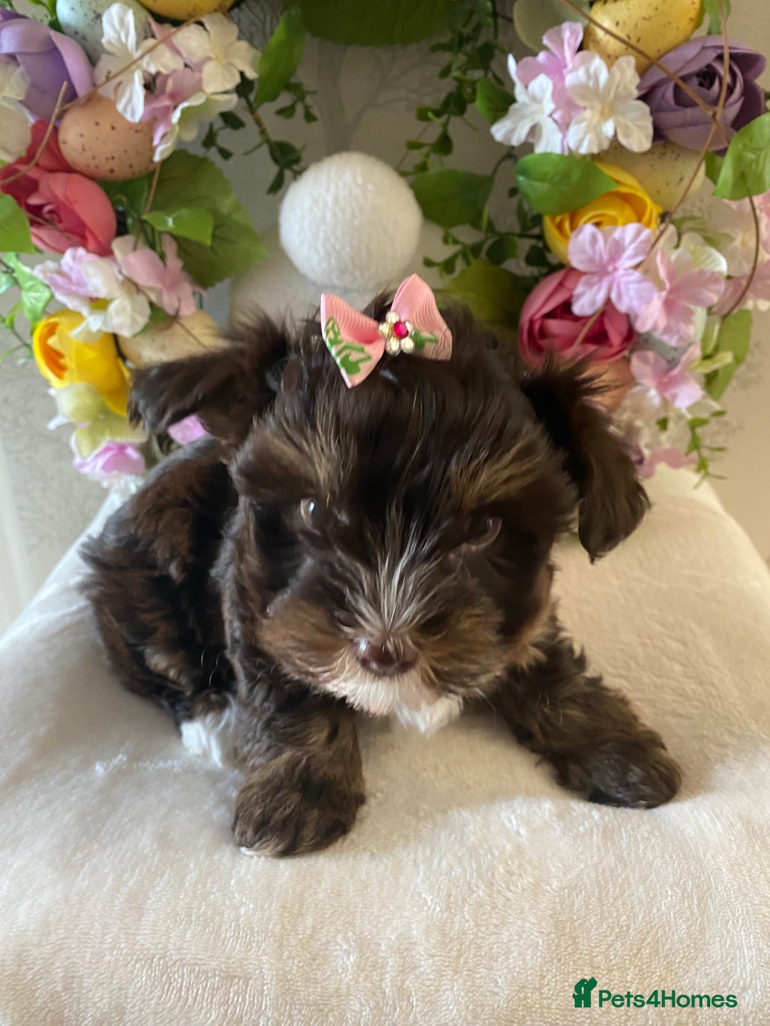 Yorkshire Terrier dogs for stud: Dark chocolate brown small Yorkshire Terrier STUD - Image 6