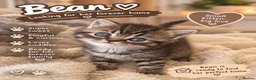 Mixed Breed cats for sale: 5 beautiful kittens READY NOW Scottish fold x BSH  - Advert 4