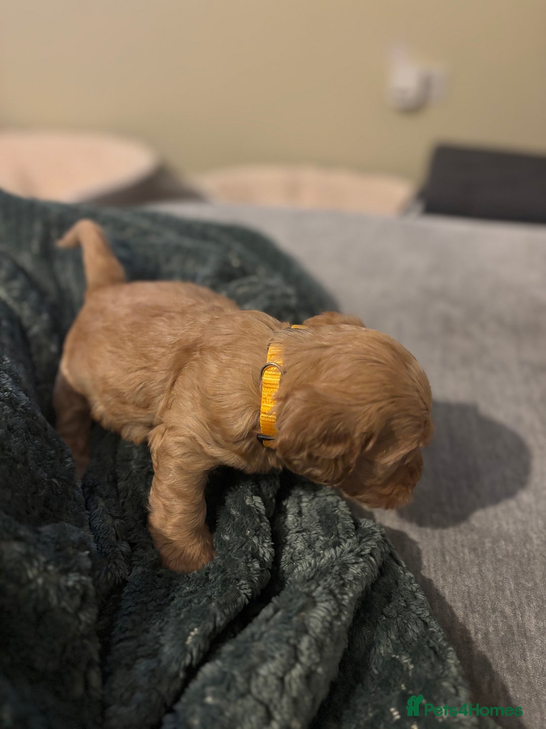 Mixed Breed dogs for sale: Lovely Cockapoo x miniature Labradoodle puppies!  - Advert 17