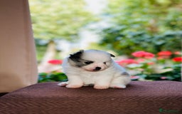 Pomeranian dogs for sale: Cute Pomeranian Puppies Looking for loving home - Image 9